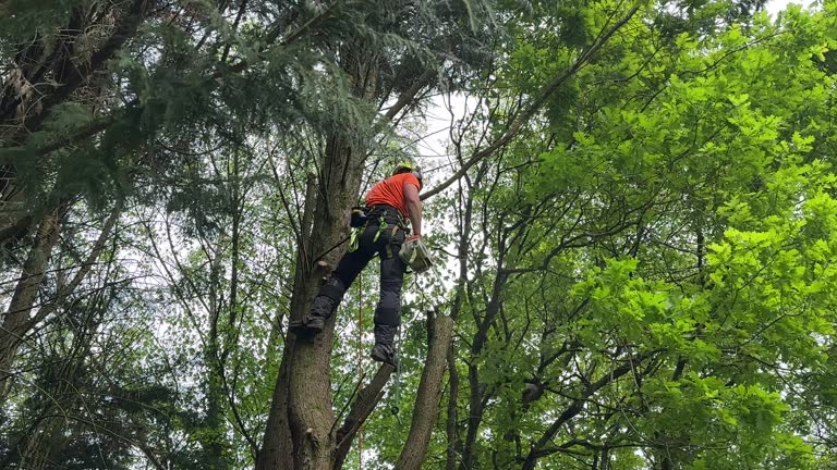 Trusted West Clarkston Highland, WA  Tree Services Experts