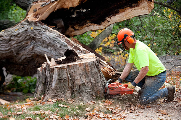 Best Storm Damage Tree Cleanup  in West Clarkston Highland, WA